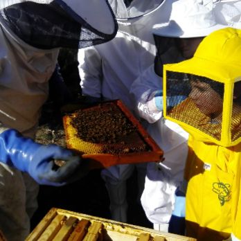 Les abelles de l'Obac - Setmana de la Natura 2022