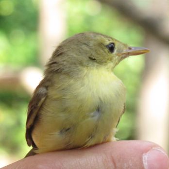 + Biodiversitat. Anellament d'ocells a Parc de la Mitjana -Ecoactivitats 2024