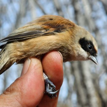 + Biodiversitat. Anellament d'ocells als Aiguamolls de Rufea -Ecoactivitats 2024